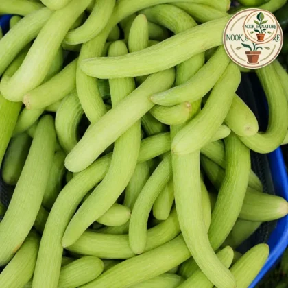 LONG MELON (KAKRI) SEEDS - Nook & Nature