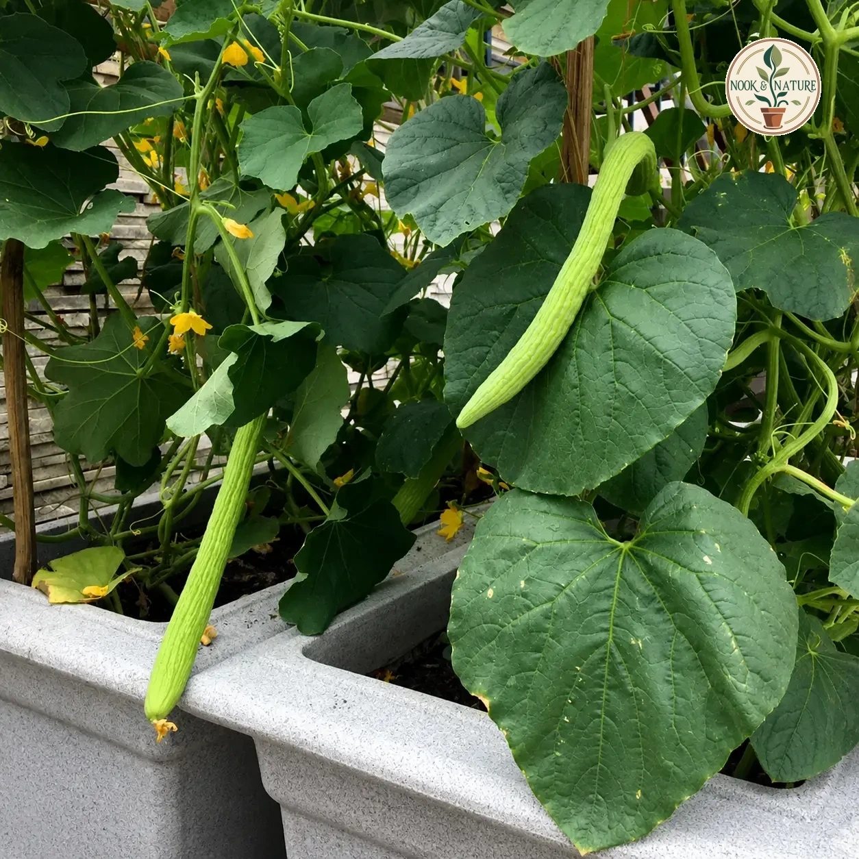 LONG MELON (KAKRI) SEEDS - Nook & Nature