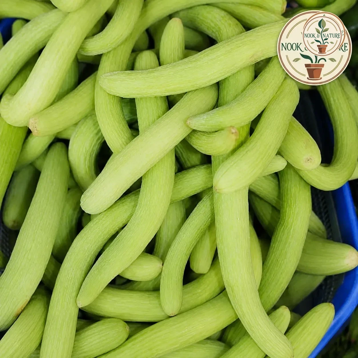 LONG MELON (KAKRI) SEEDS - Nook & Nature