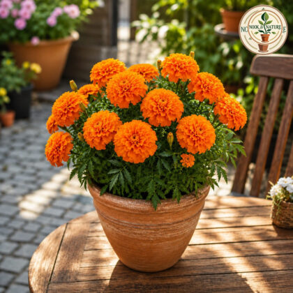 Marigold – African Orange Flower Seeds - Nook & Nature