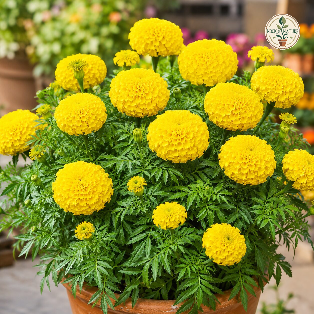 Marigold – African Yellow Flower Seeds - Nook & Nature