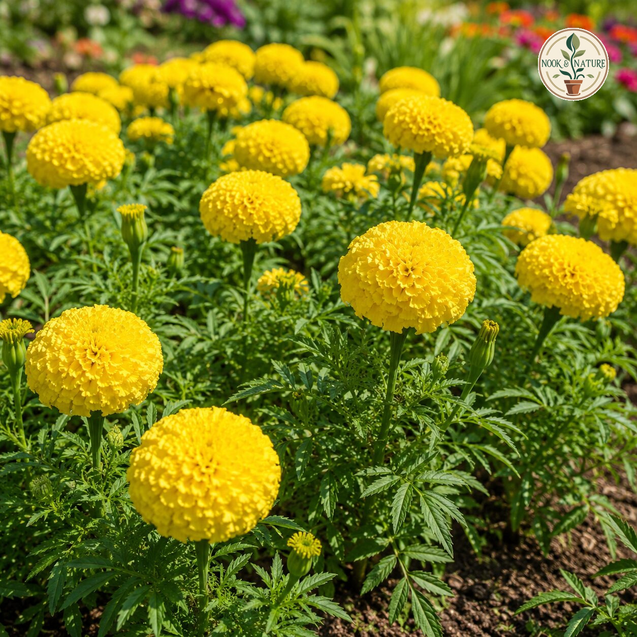 Marigold – African Yellow Flower Seeds - Nook & Nature