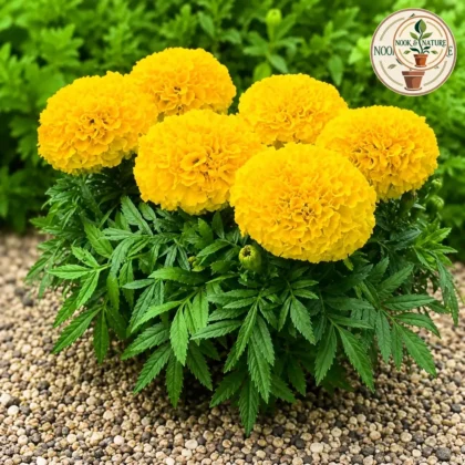 Marigold – Yellow Roundball Kolkata Flower - Nook & Nature