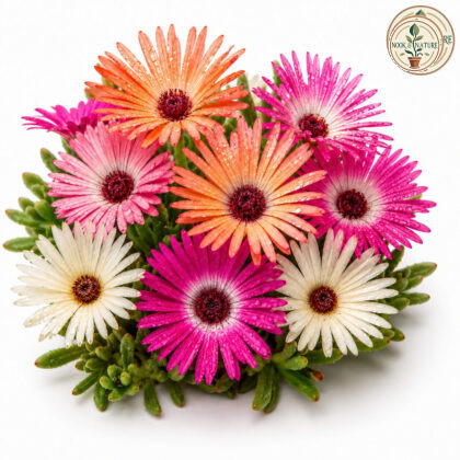 Mesembrayanthemum – Mixed Flower Seeds - Nook & Nature