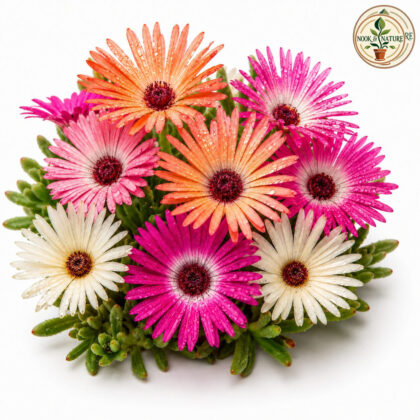 Mesembrayanthemum - Mixed Flower Seeds