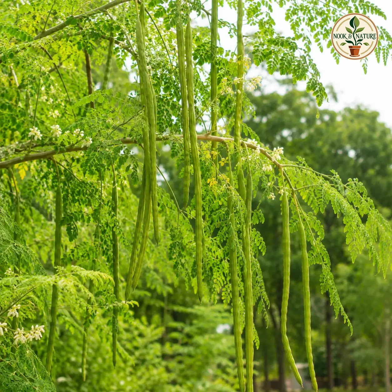 Moringa – Drumstick - Nook & Nature
