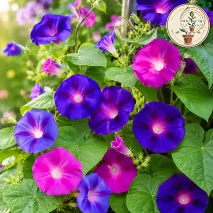Morning Glory – Ipomoea Flower - Nook & Nature