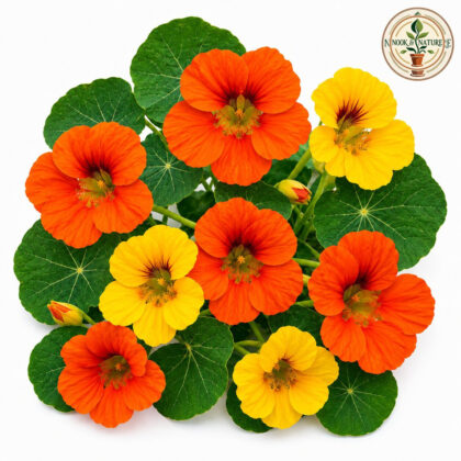 Nasturtium Mixed Flower Seeds - Nook & Nature