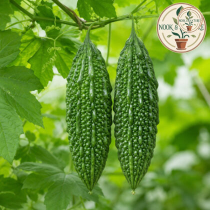 Nastya Bitter Gourd - Nook & Nature
