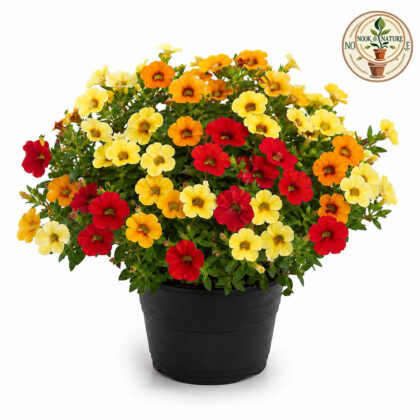 Nemesia – Carnival Mixed Flower Seeds - Nook & Nature