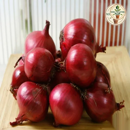 ONION SEEDS - Nook & Nature