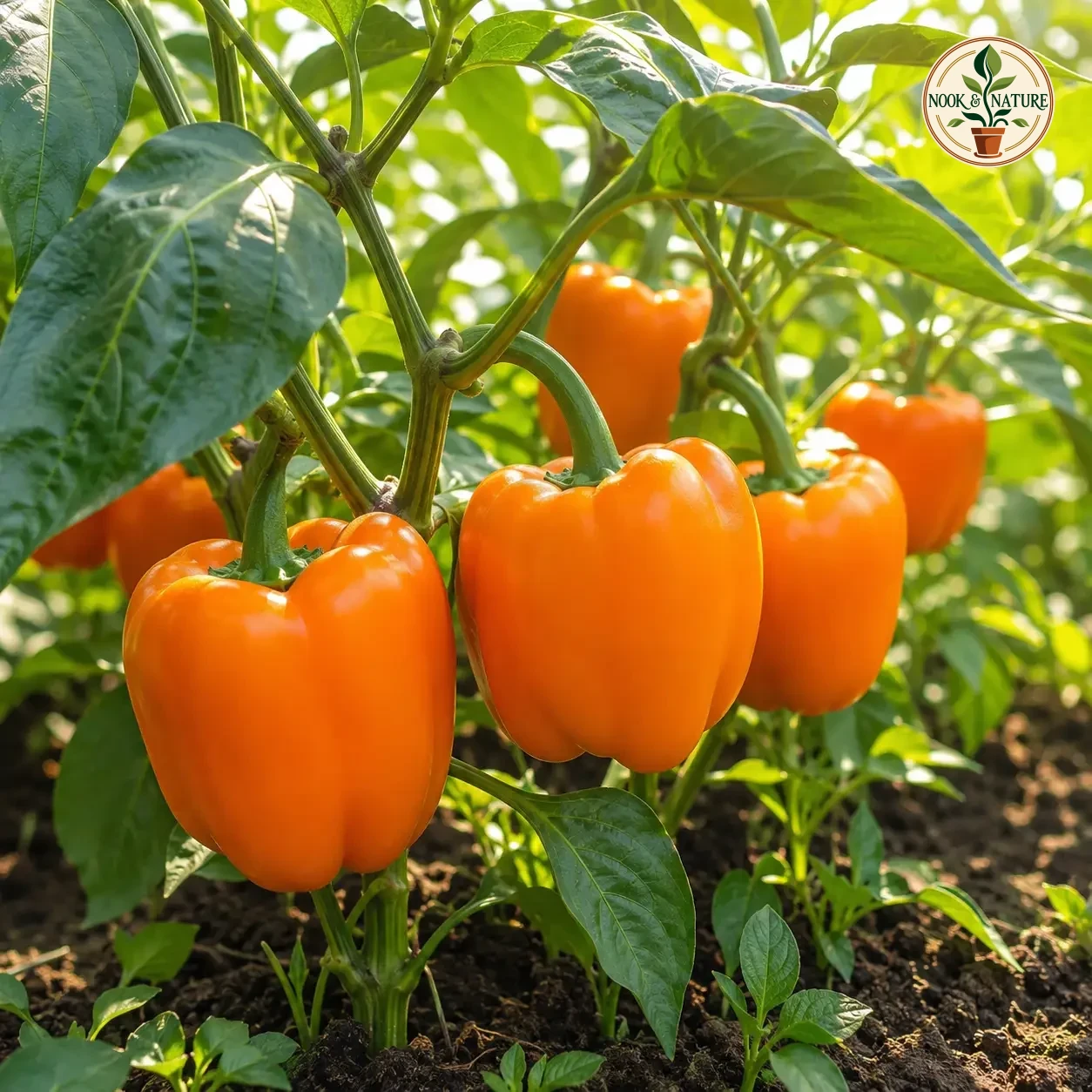 Orange Capsicum - Nook & Nature
