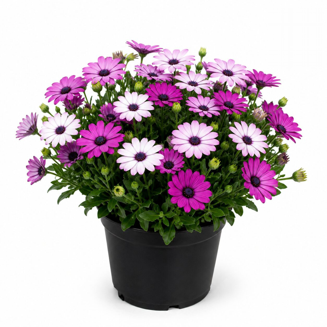Osteospermum Ecklonis Mixed Seeds - Nook & Nature