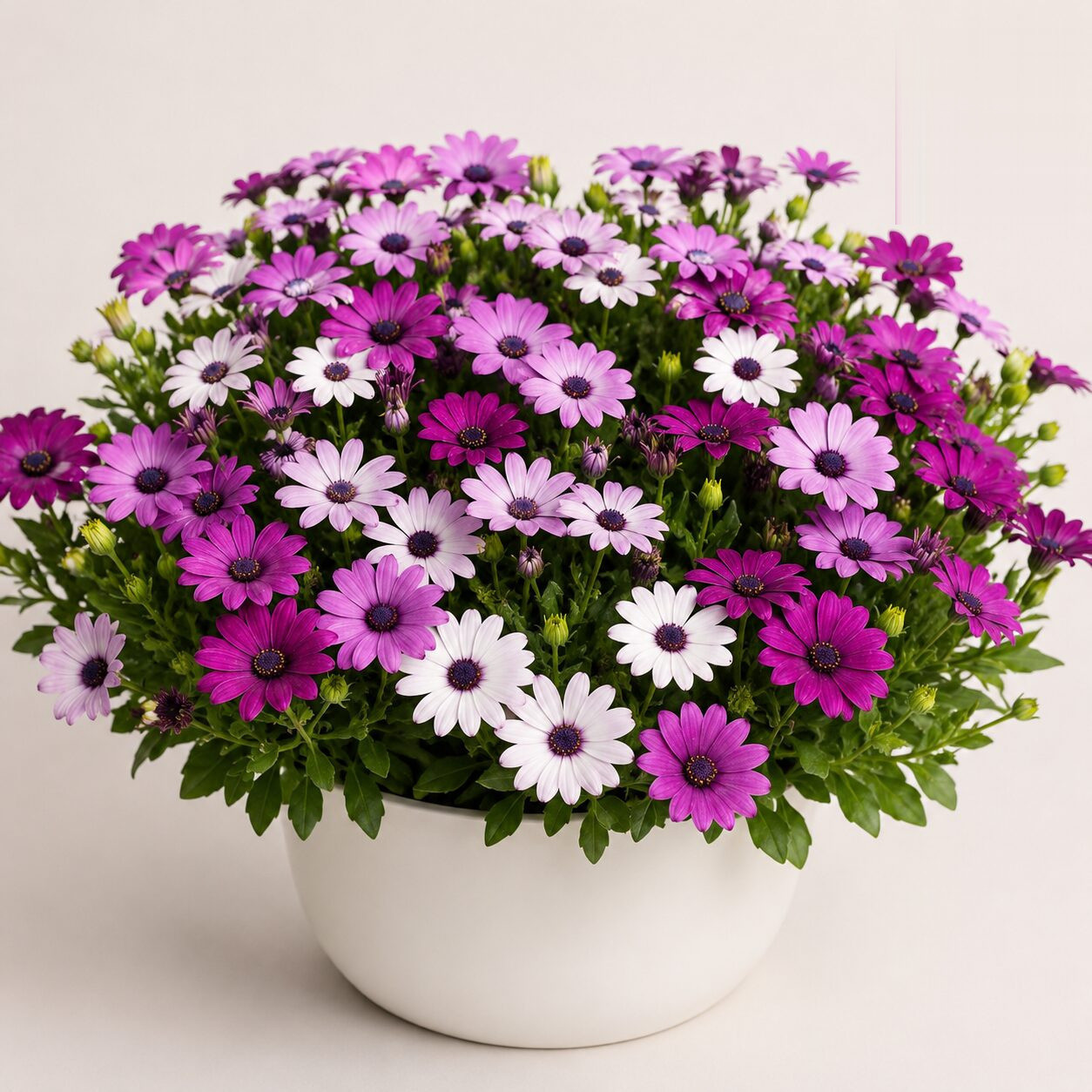 Osteospermum Ecklonis Mixed Seeds - Nook & Nature