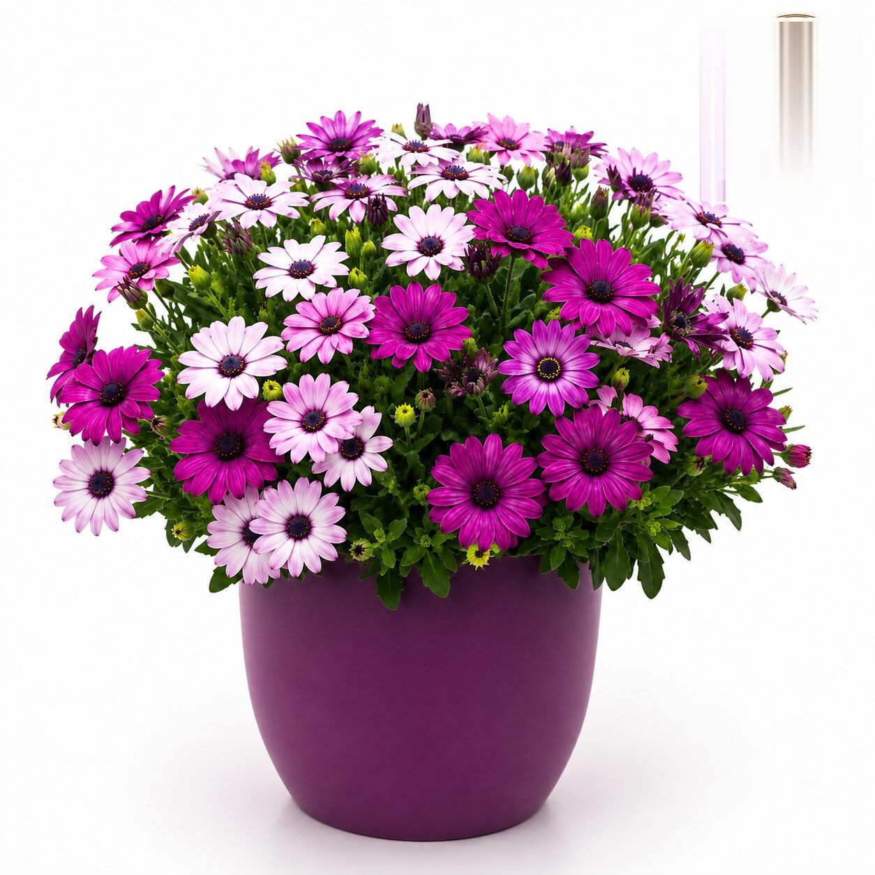 Osteospermum Ecklonis Mixed Seeds - Nook & Nature