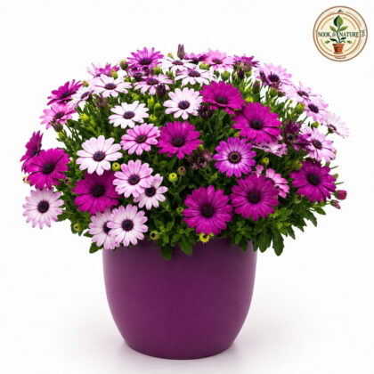 Osteospermum Ecklonis Mixed Seeds - Nook & Nature