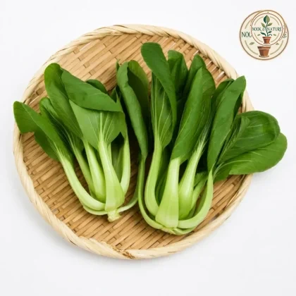 Pak Choi, Bok Choy - Nook & Nature
