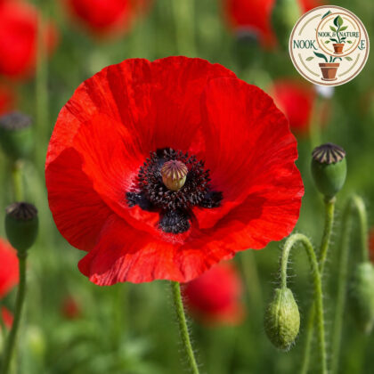 Papaver Rhoeas Shirley Single Red Seeds - Nook & Nature