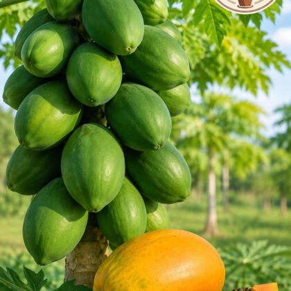 PAPAYA SELECTION I TYPE