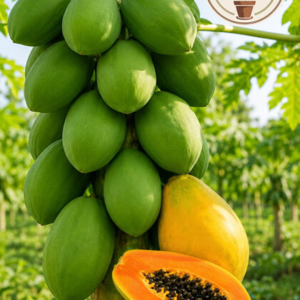 PAPAYA SHAH NANAH