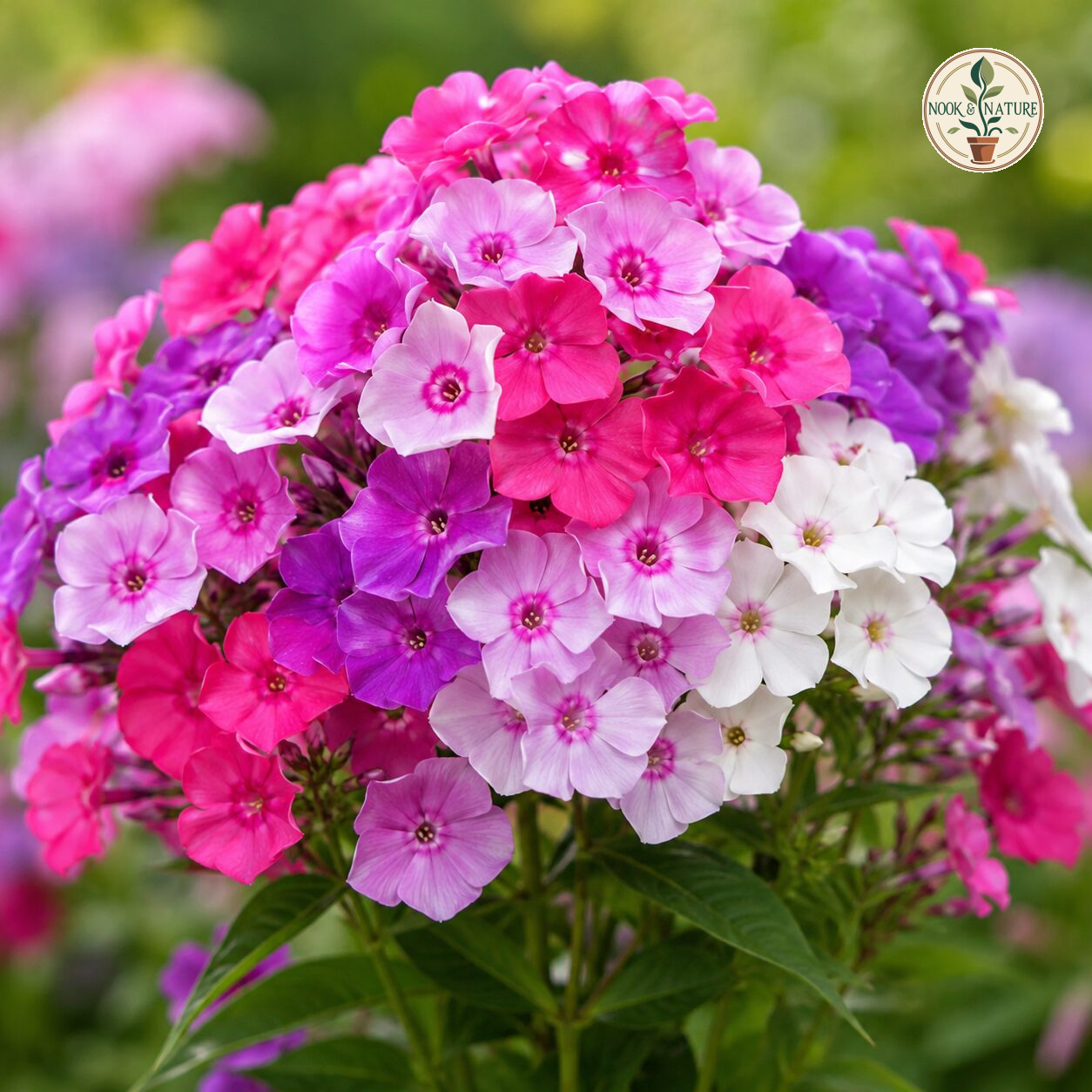 Phlox – Beauty Mixed Flower Seeds - Nook & Nature