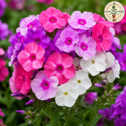 Phlox – Beauty Mixed Flower Seeds - Nook & Nature
