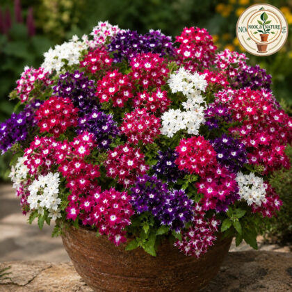 Phlox – Twinkle Mixed Flower Seeds - Nook & Nature