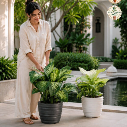 Phoenix Planter