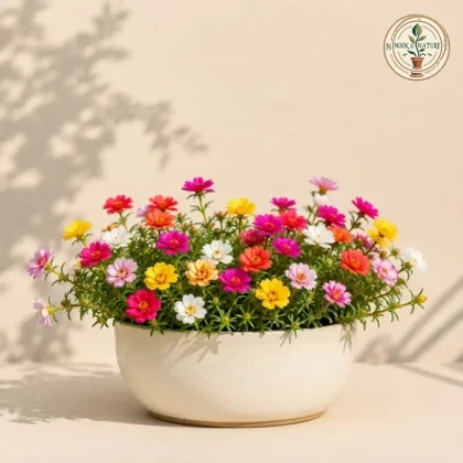 Portulaca Mixed Flower - Nook & Nature