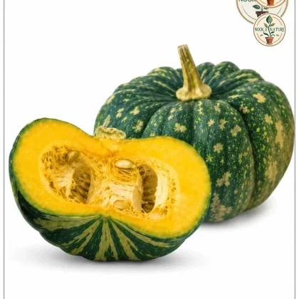 PUMPKIN BHEEMA
