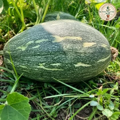 PUMPKIN OVAL F1 HYBRID - Nook & Nature