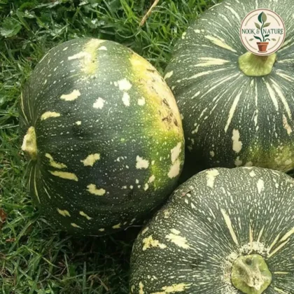 PUMPKIN ROUND F1 HYBRID - Nook & Nature