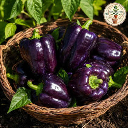 Purple Capsicum