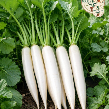 Radish All Season-99 - Nook & Nature