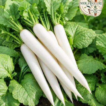 Radish Great Long White - Nook & Nature