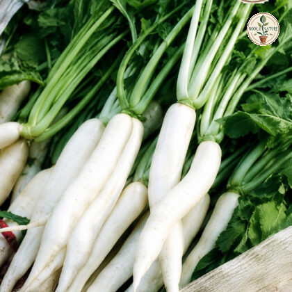 Radish Leaf IS Padra-115 - Nook & Nature