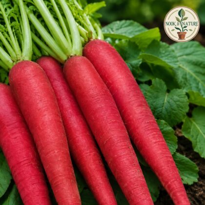 Radish Long Red - Nook & Nature