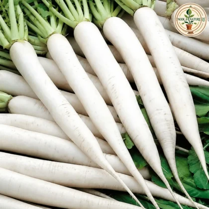 RADISH SEED