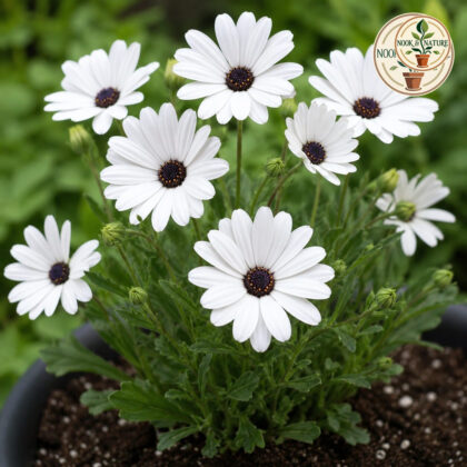 Rainy Daisy – Dimorphotheca Glistening White Seeds - Nook & Nature