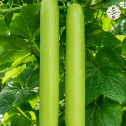 Rama Bottle Gourd - Nook & Nature