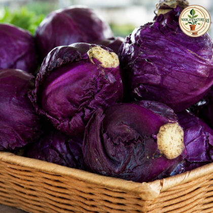 Red Cabbage - Nook & Nature