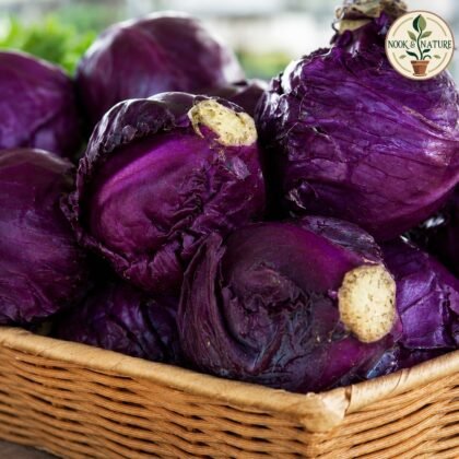 Red Cabbage