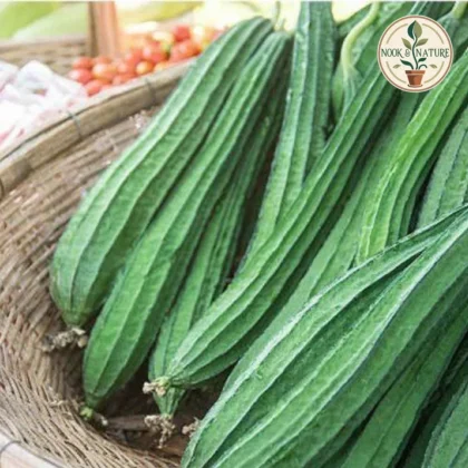 RIDGE GOURD F1 HYBRID