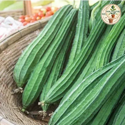 RIDGE GOURD HYBRID