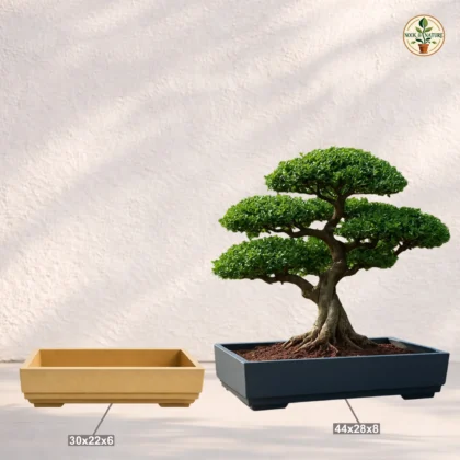 Roto Bonsai Tray Plant Pot Flower Planter For Indoor Outdoor Plants Pots Balcony Home Garden Office Succulent Pot 44x28x8 White - Nook & Nature