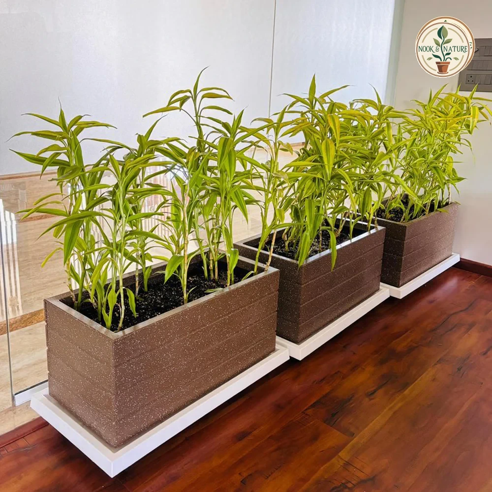 Roto G Tray Rectangle Pots - Nook & Nature