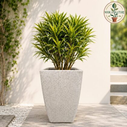 ROTO MOCHA Pot – Long Square Planter with Dot Finish Colour - Nook & Nature