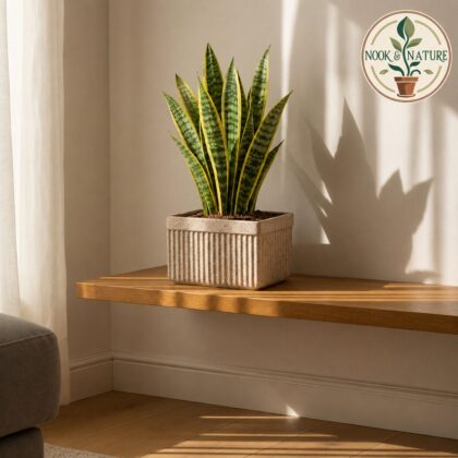 Roto Tiny 03 Self Watering Rectangular Planter Pot 11″ - Nook & Nature