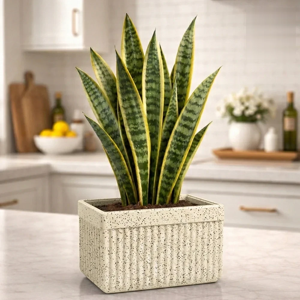 Roto Tiny 03 Self Watering Rectangular Planter Pot 11″ - Nook & Nature