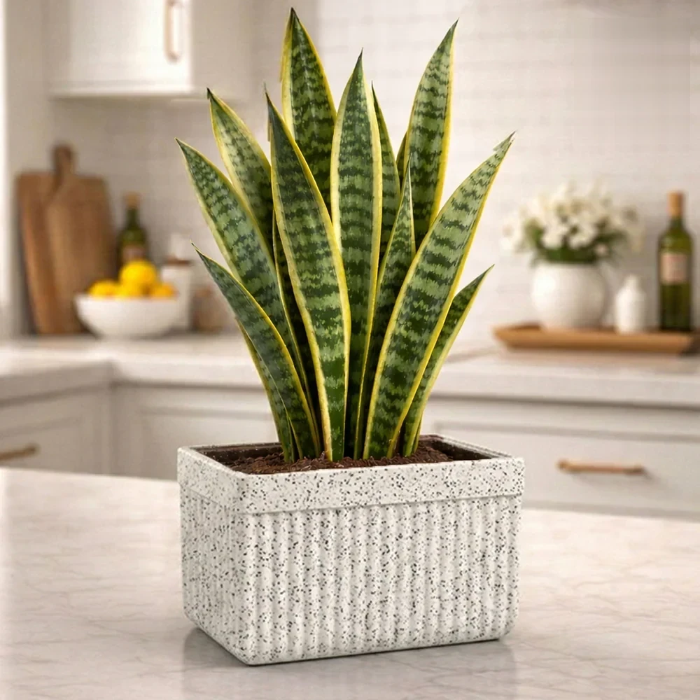 Roto Tiny 03 Self Watering Rectangular Planter Pot 11″ - Nook & Nature